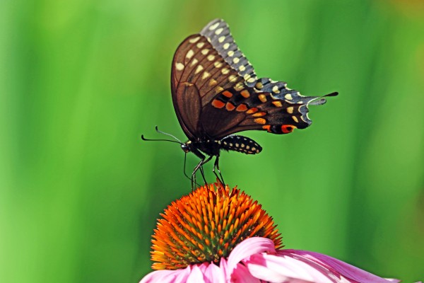 Strutting Its Stuff by Deb Oppermann